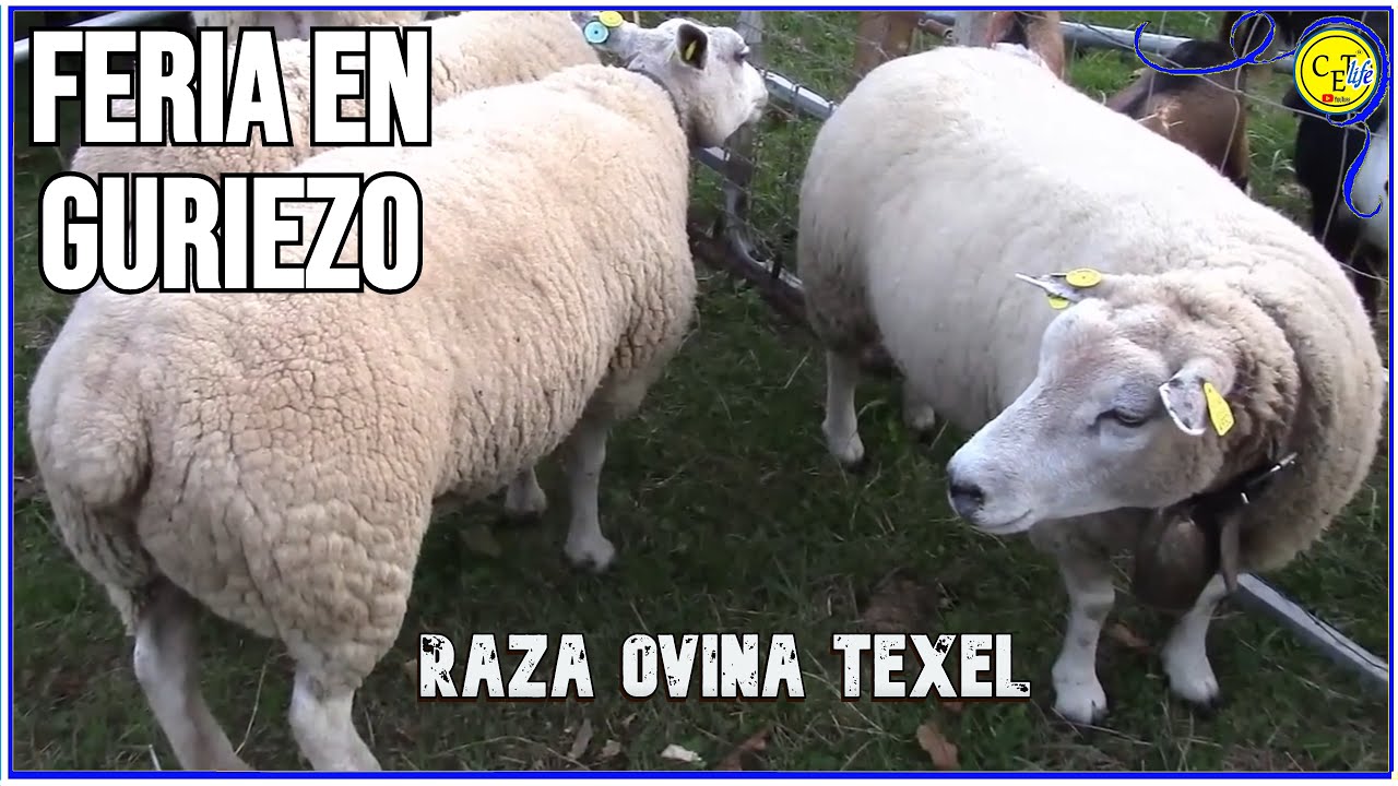Feria de ganado en guriezo ovino y caprino 2014