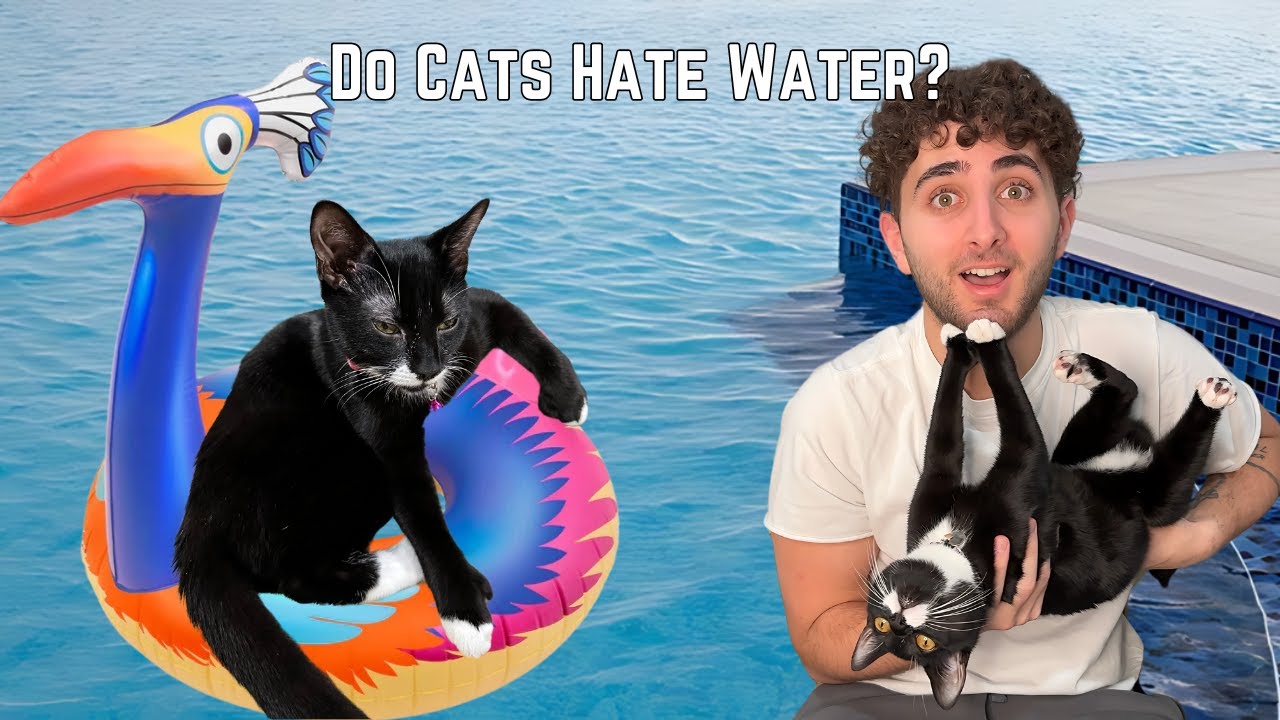 I Tested EVERY Cat Myth...