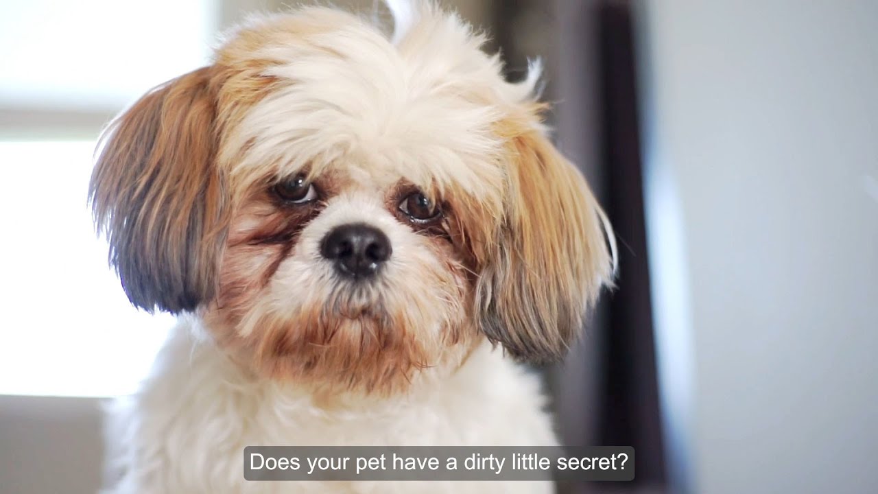 Found! A natural face wash to remove stains from your cat or dogs face.