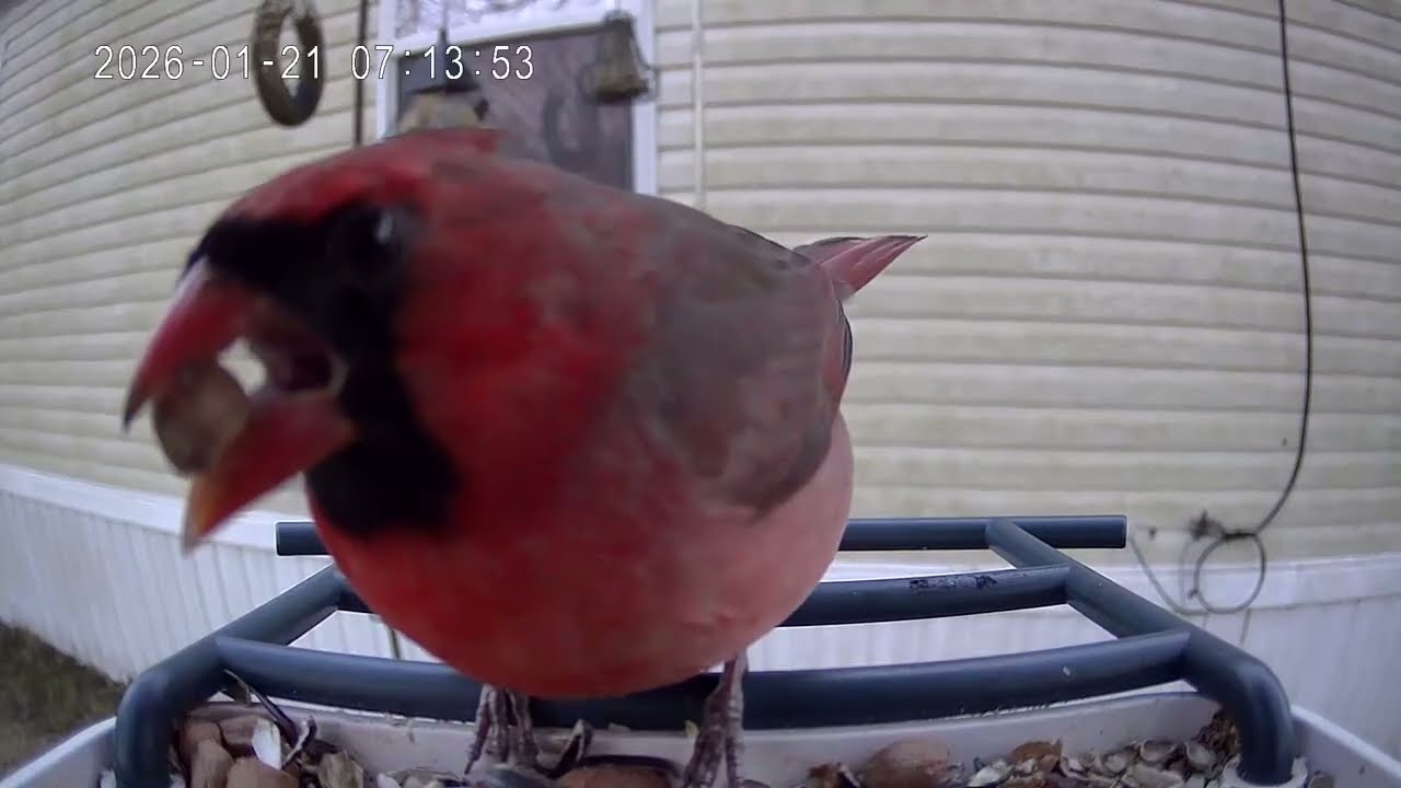 Cardinal of the day January 21st 2026