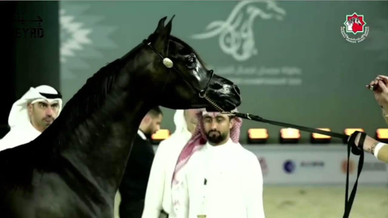 JAMRAN AL HAWAJER
