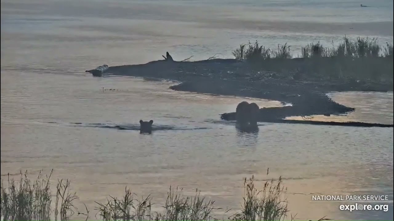 Brooks Falls Katmai- Winter Serenity Meditation. Footage courtesy of Explore.org