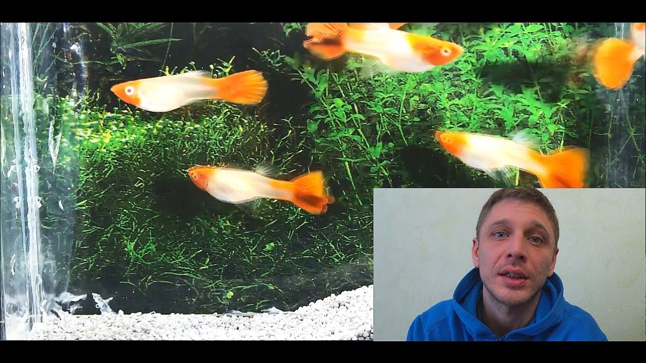 ГУППИ!!! 2 ЧАСТЬ.