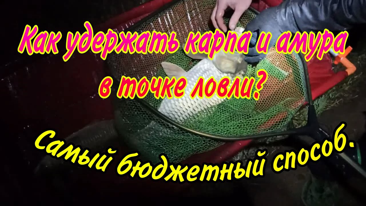 Как удержать карпа и амура в точке ловли? Самый эффективный и бюджетный способ.