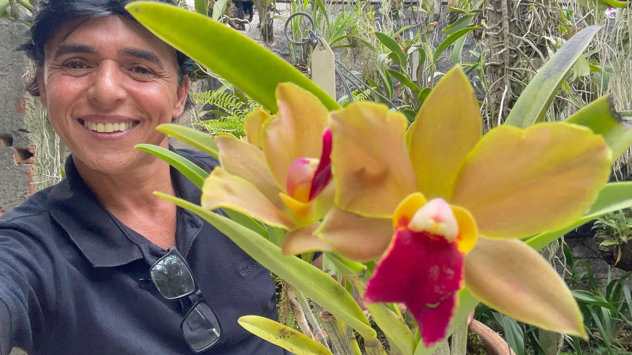 ORQUÍDEA PARA SUA COLEÇÃO 