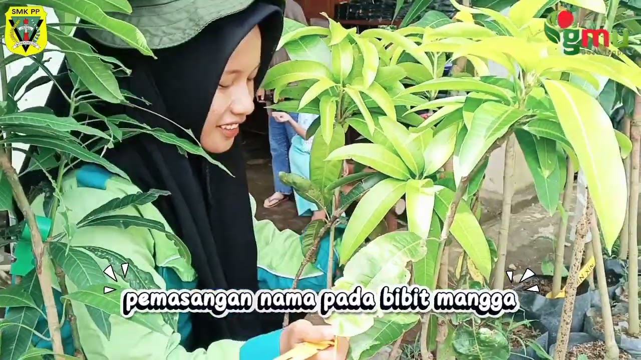 Dokumentasi kegiatan selama melaksanakan PKL di GMU BUAH TROPIS