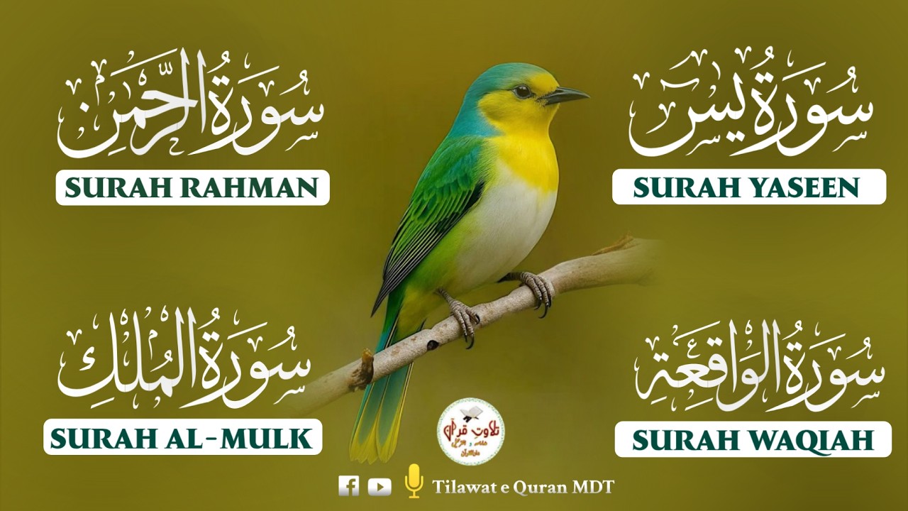 Divine Quran Recitation | Surah Waqiah, Rahman, Yasin & Mulk | الواقعة، الرحمن، يس، الملك