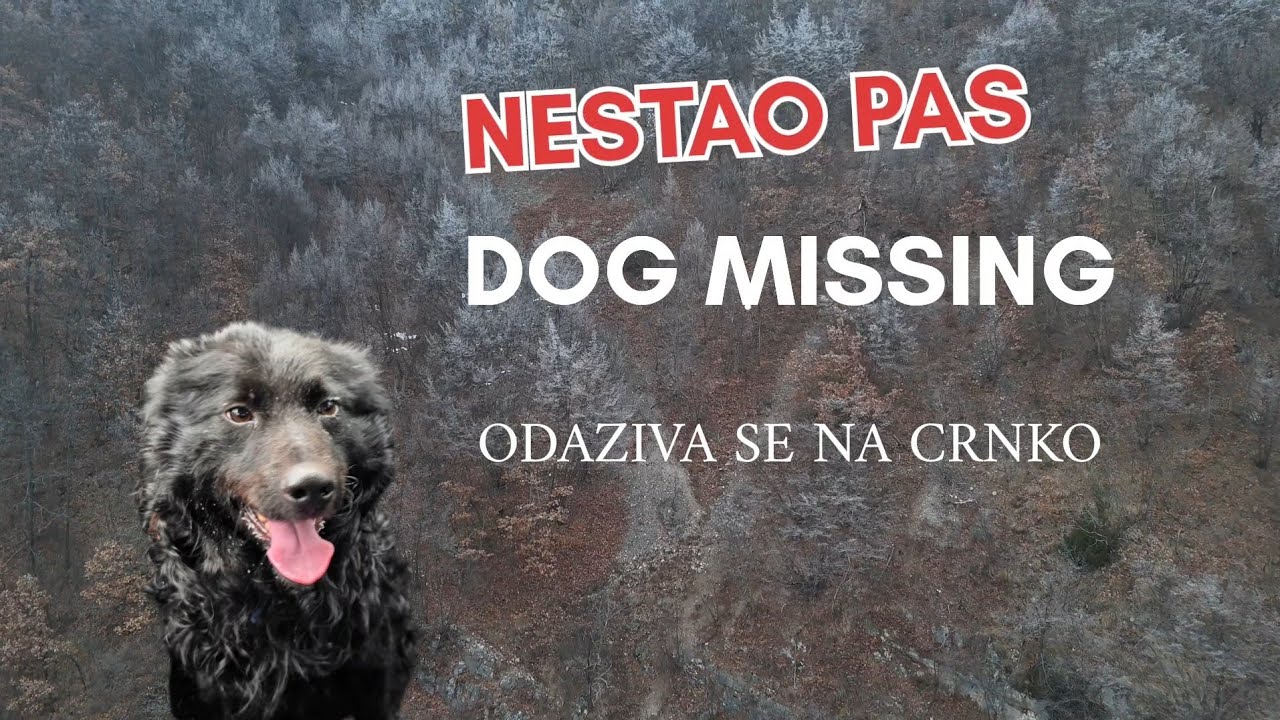 NESTAO PAS - DOG MISSING #nestaopas #dogmissing 