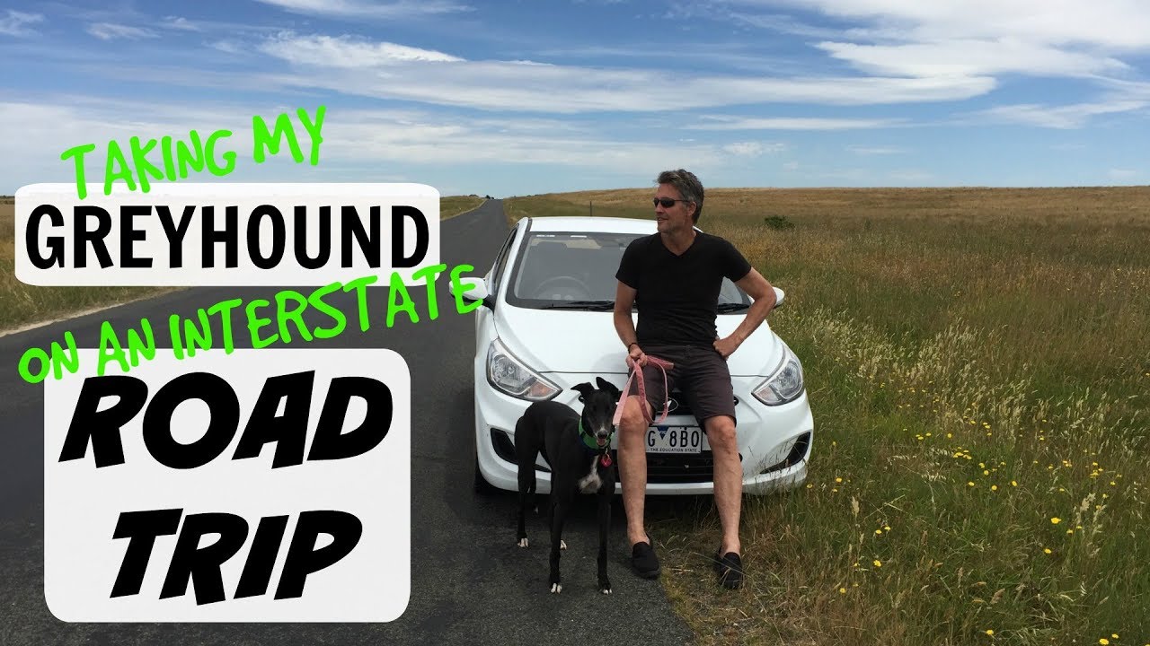 Olive the Greyhound Goes on a Road Trip!