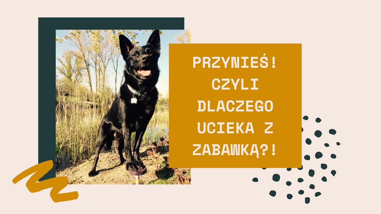 4 metody na nauczenie psa przynoszenia zabawki. Trener opowiada #16