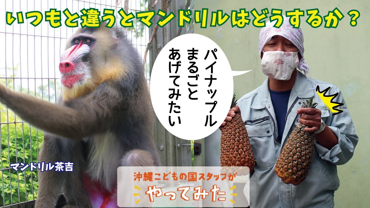 スタッフがやってみた【マンドリルにパイナップルまるごとあげてみた】Zoo Keeper Tried...TO GIVE A WHOLE PINEAPPLE to MANDRILLS!