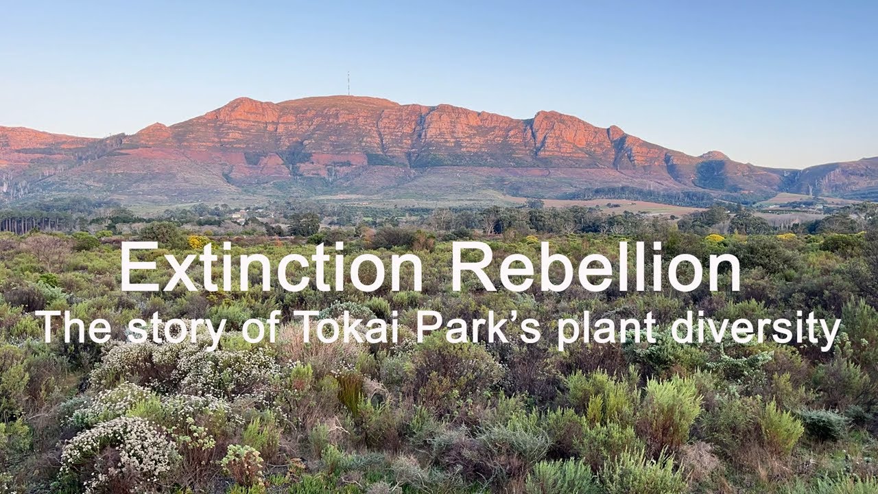 Extinction Rebellion - The story of Tokai Park's plant diversity