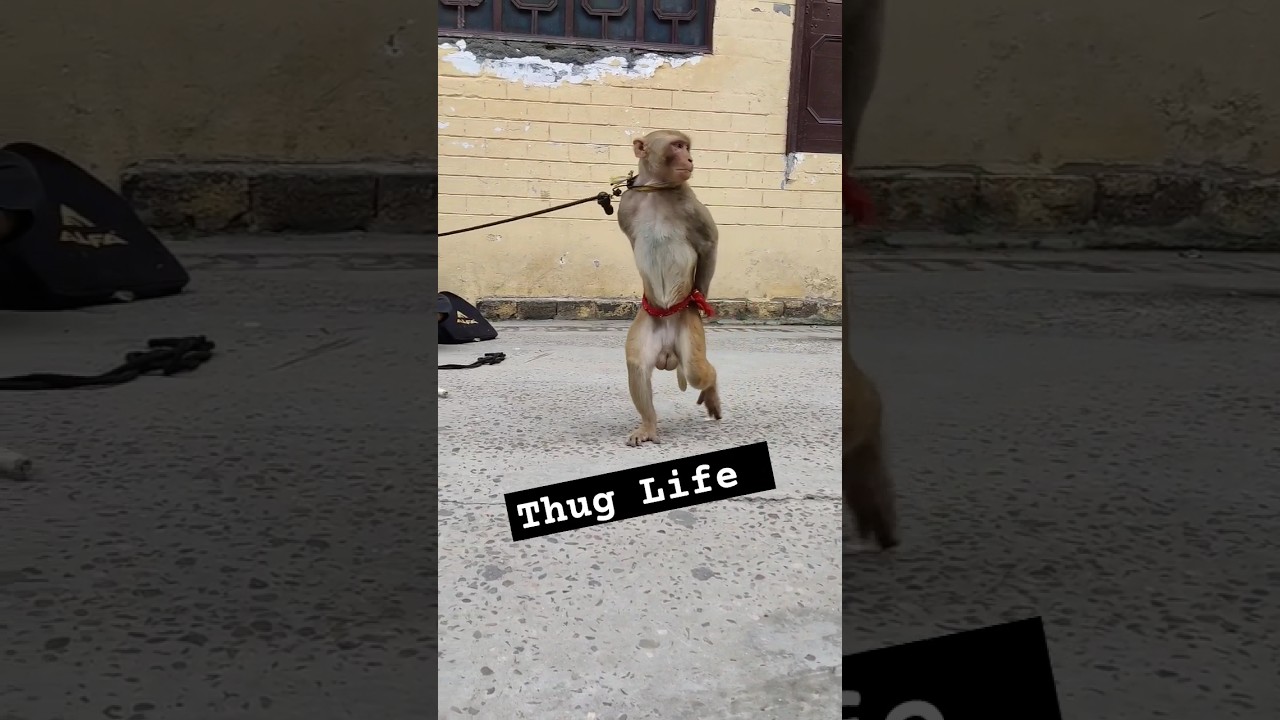 #monkey
