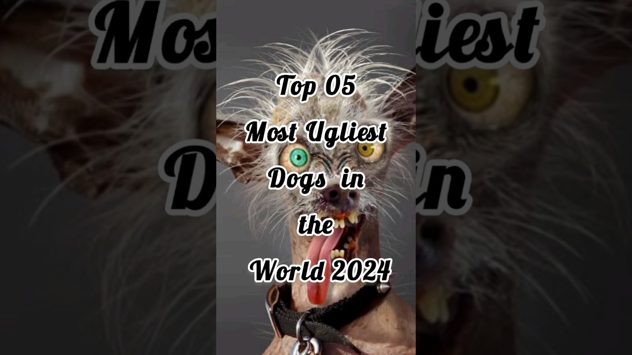 top 5 most ugliest dogs in the world 2024 #dog #ugly dog #short #shorts #doglovers #dogshorts #dogs