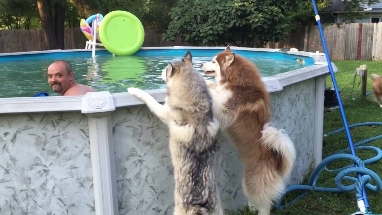 Impatient husky