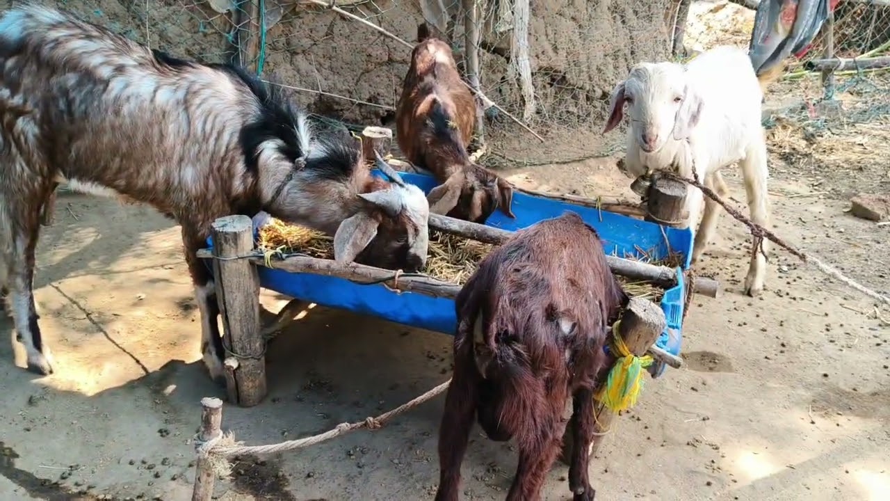 जुगाड़ में फीडर और बकरियों को पुआल  कुटी खिलाने का तरीका# goat farming stall fit per