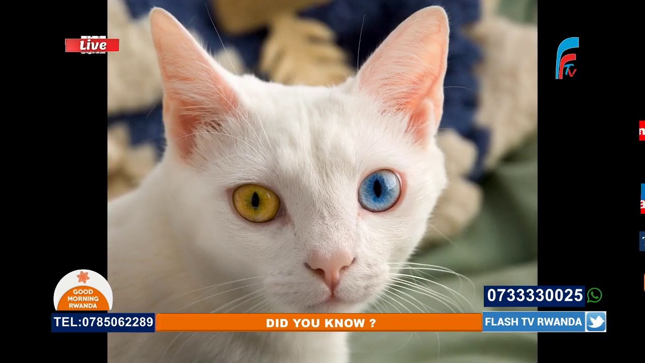 СЮРПРИЗЫ, КОТОРЫЕ ВЫ НЕ ЗНАЛИ О СТРАНИЦЕ