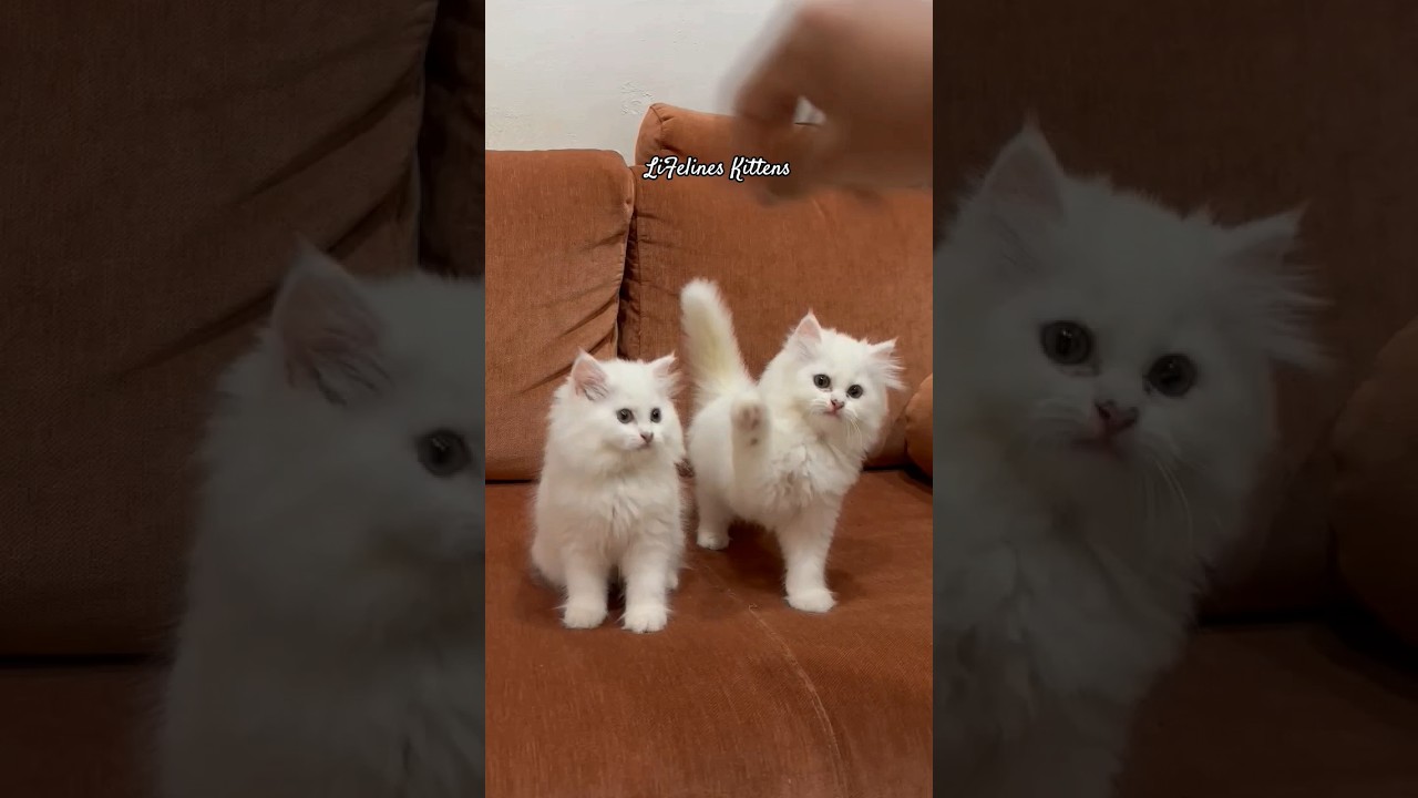 Dollface Persian Kitten for Sale Mumbai 