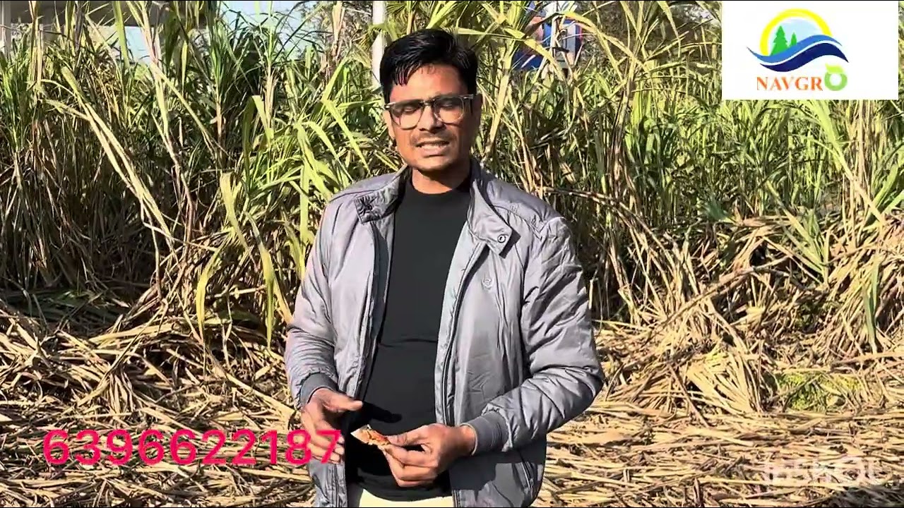 गन्ने की पेड़ी के फ़ुटाव का एकमात्र समाधान।