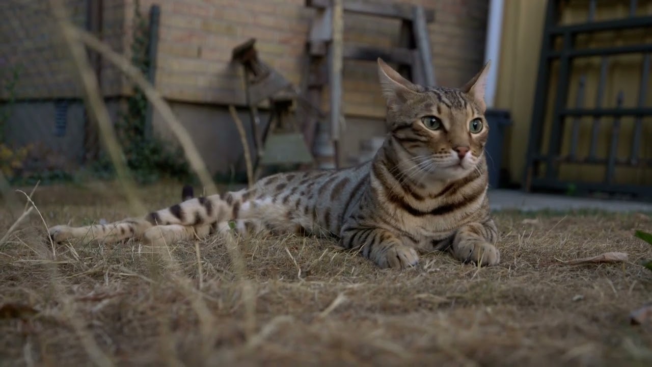 What is a Bengal cat? The Feline with a Wild Side