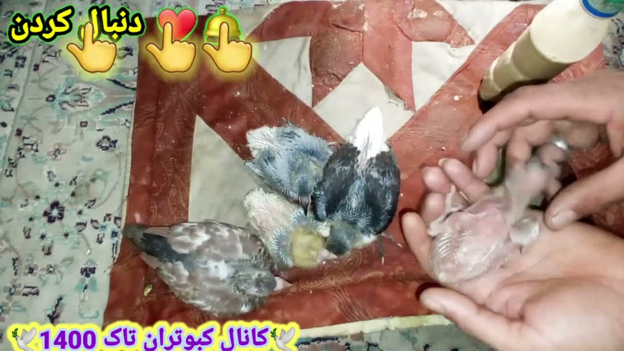 دان دادن به جوجه کبوتر با دست؟ با این روش راحت میتونی 10 تا جوجه کبوتر رو عرضه چند دقیقه دان بدی