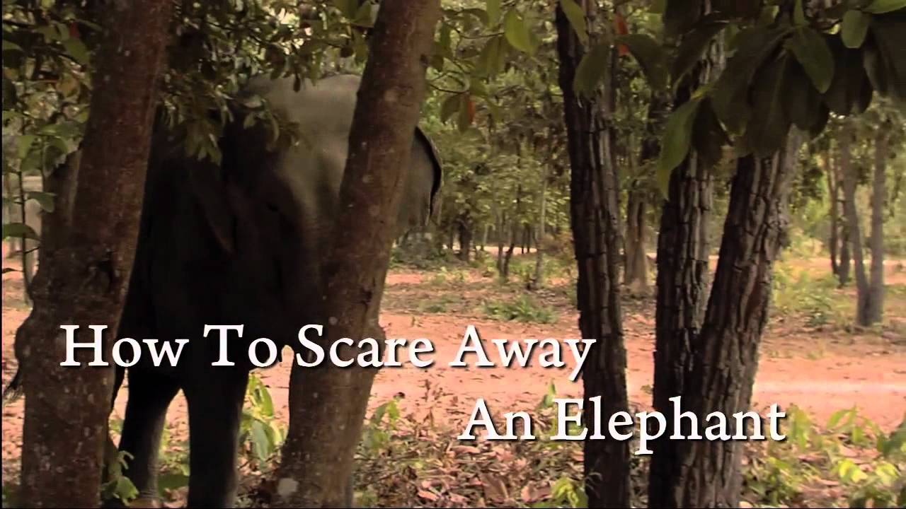 How to Scare Away an Elephant