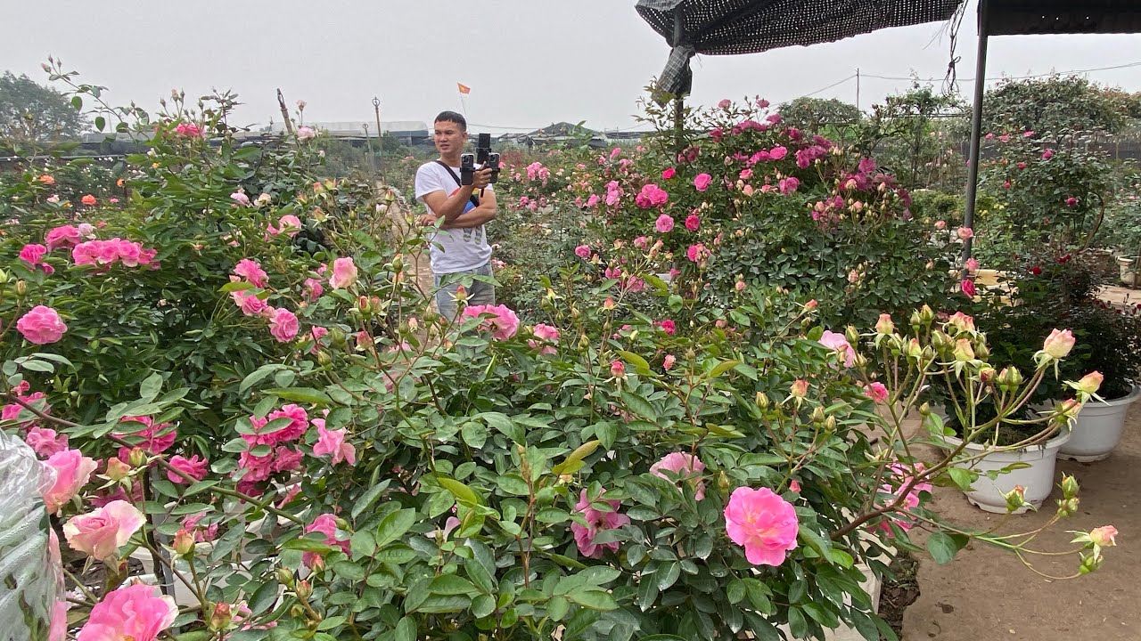 hoa 🌹🌹 chơi tết zano 0973808729