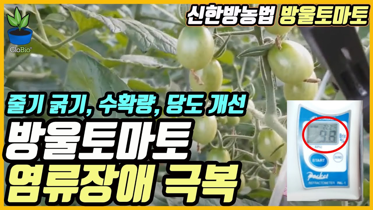 글로바이오 친환경 신한방농법 - 방울토마토 염류장애 극복 익산 이재규농가.