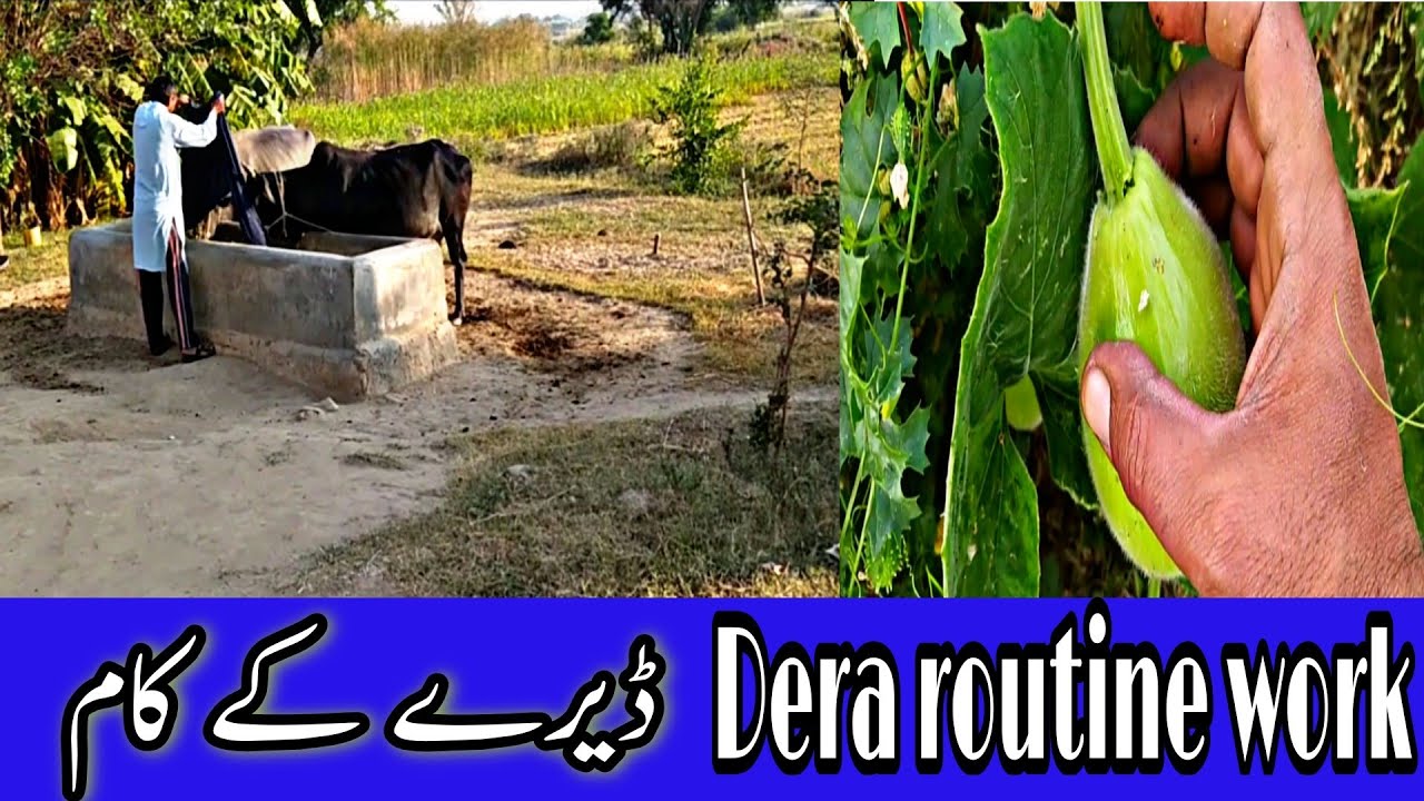 Rural village life of Pakistan|ڈیرے کے کام
