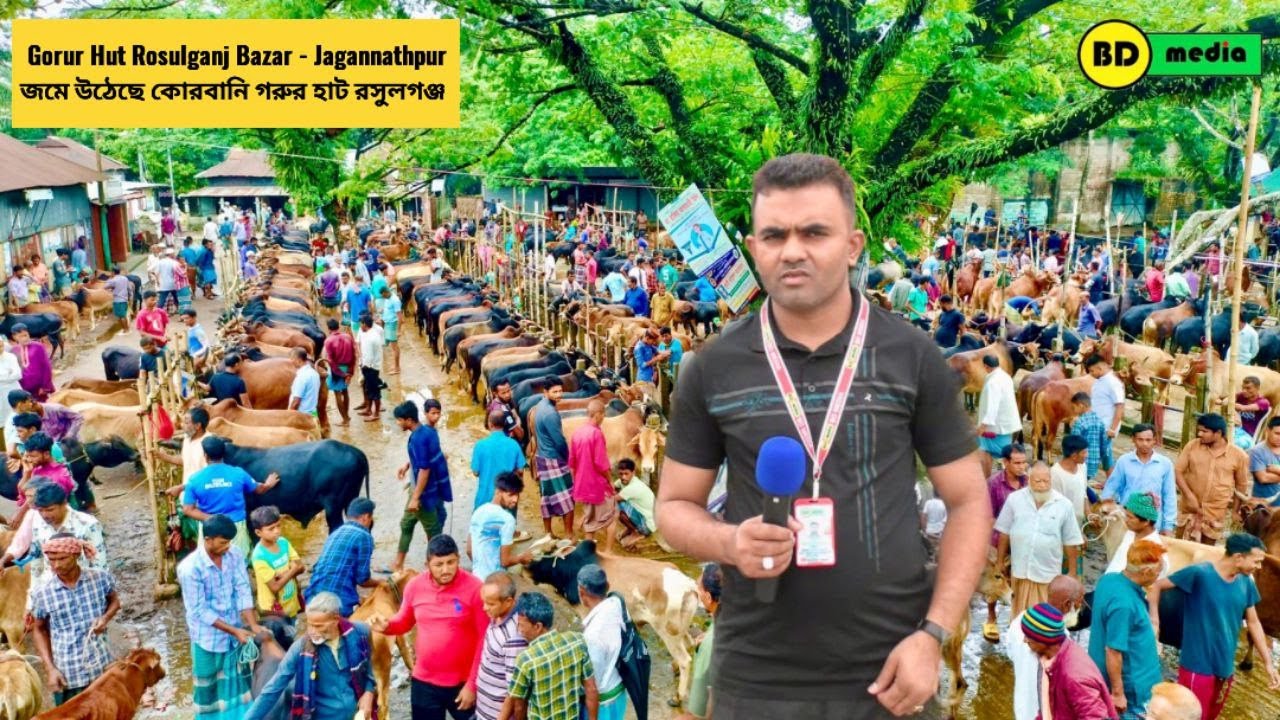 Qurbani Gorur Haat Rosulganj Bazar - Jagannathpurani  জমে উঠেছে কোরবানি গরুর হাট রসুলগঞ্জ বাজার