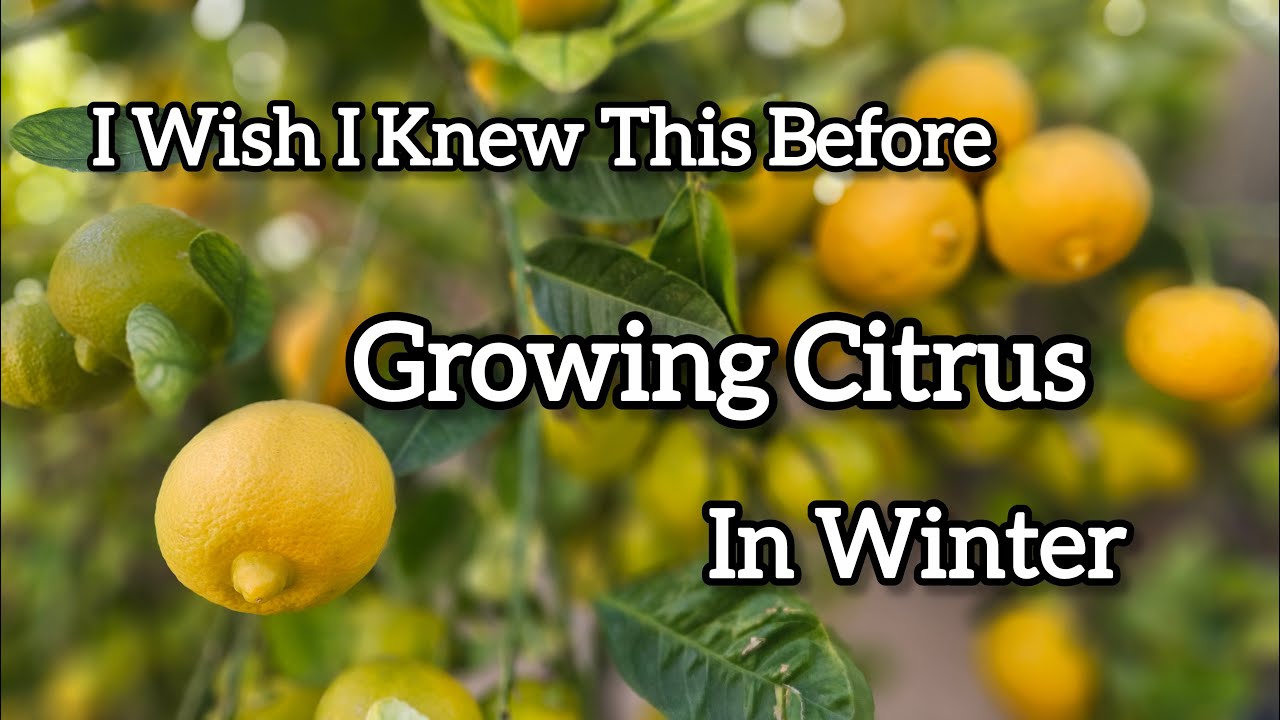 Эти простые и легкие советы спасли наши цитрусовые деревья!