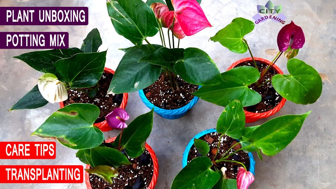 ANTHURIUM, the best indoor flowering plant: plant unboxing, potting-mix, transplanting & care tips