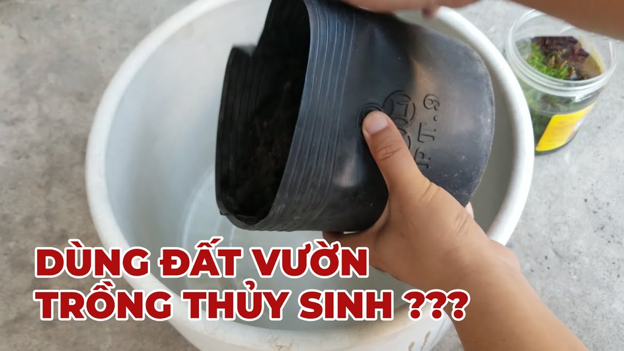 Dùng đất vườn làm hồ thủy sinh có được không? Guppy | Guppies