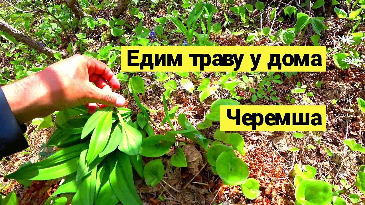 Едим траву у дома. Черемша