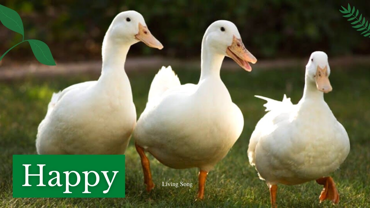 Happy Ducks - Sounds
