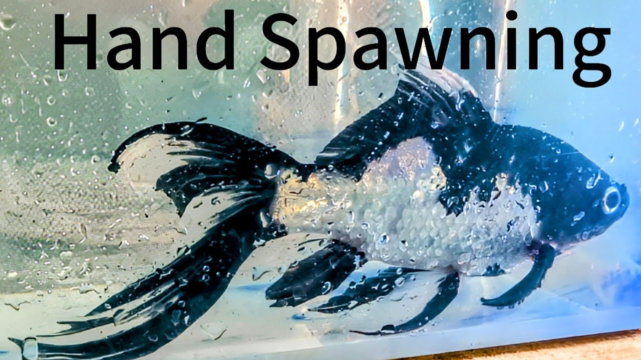Highest Quality Shubunkin Goldfish Selected for Breeding #shubunkin  #blackopal #breeding #howto