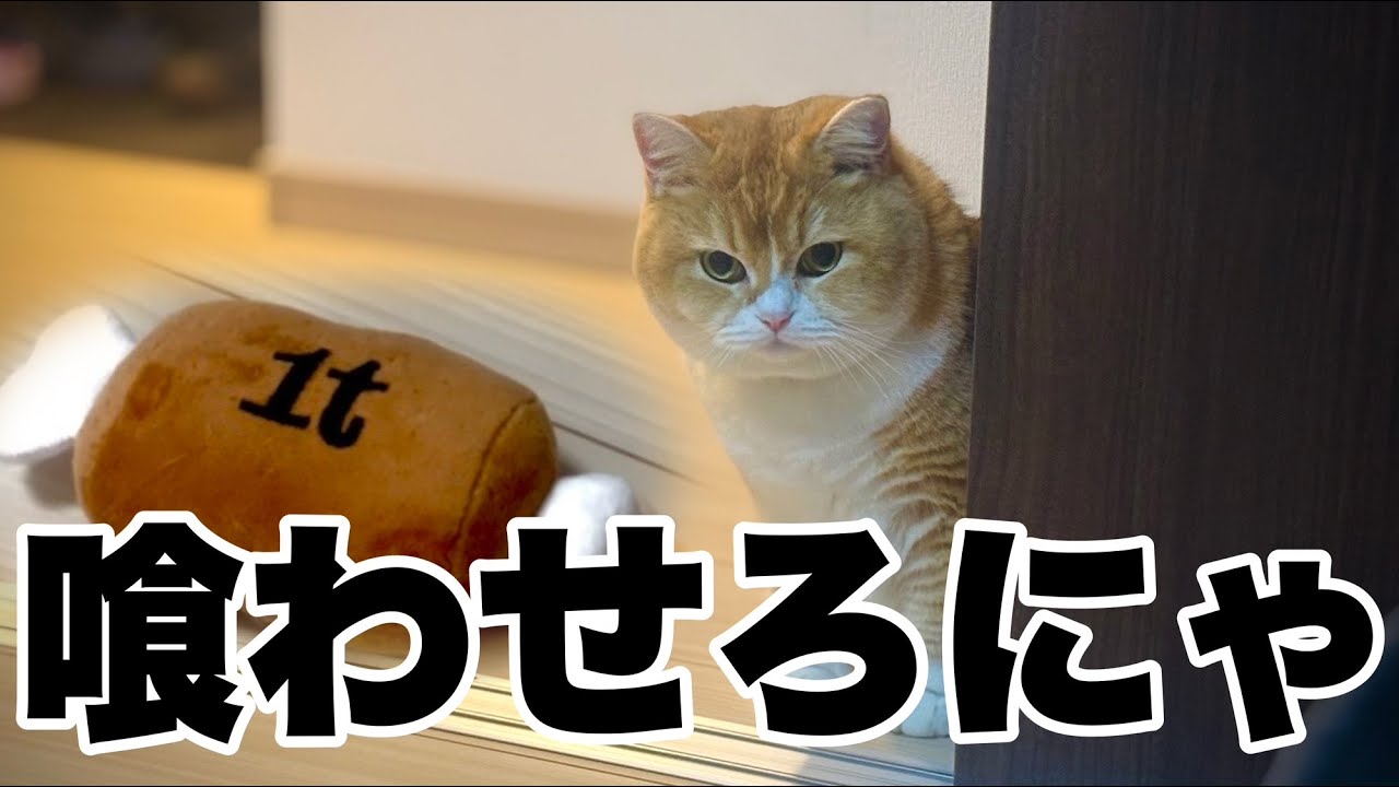【大奮闘】１ｔ肉を与えた猫の反応が可愛すぎました