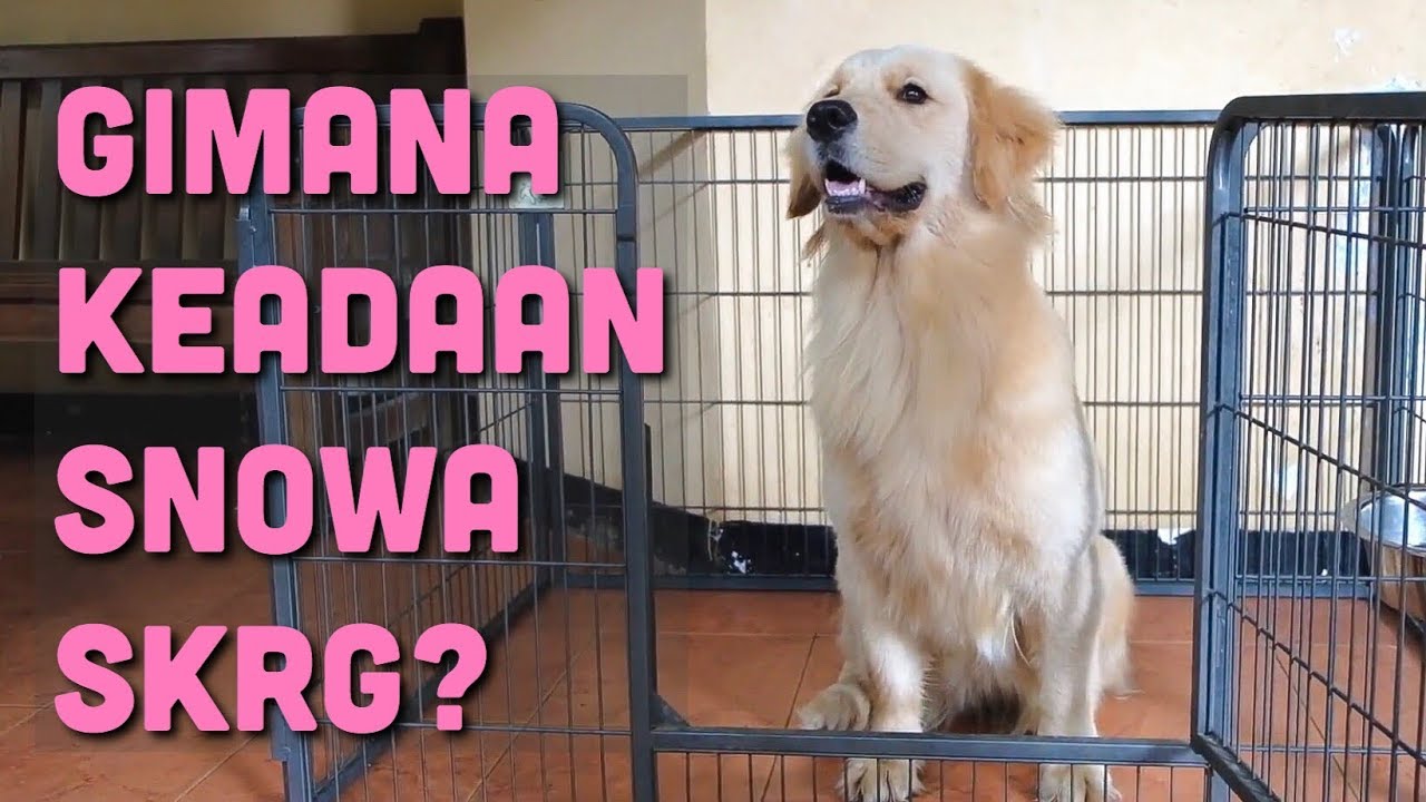 UPDATE KAKI SNOWA! | SNOWA THE GOLDEN