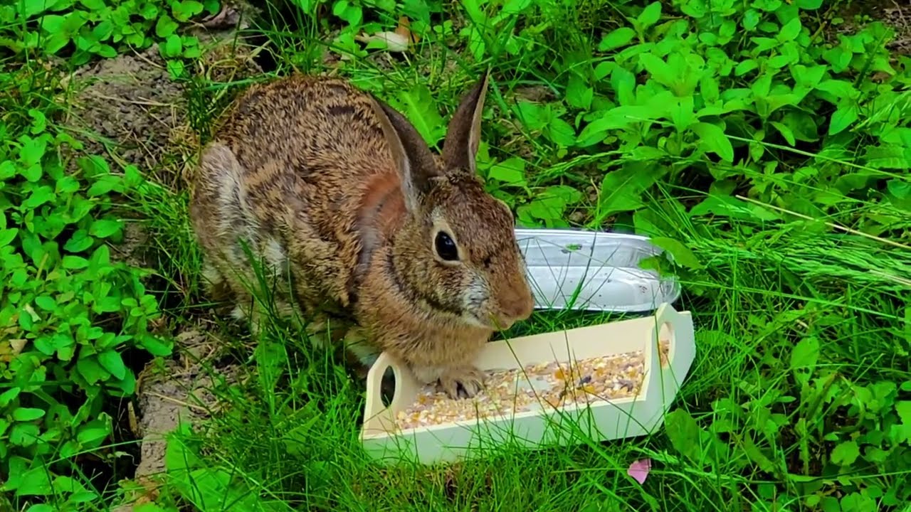 Bunny does not want to eat any apple  😒 