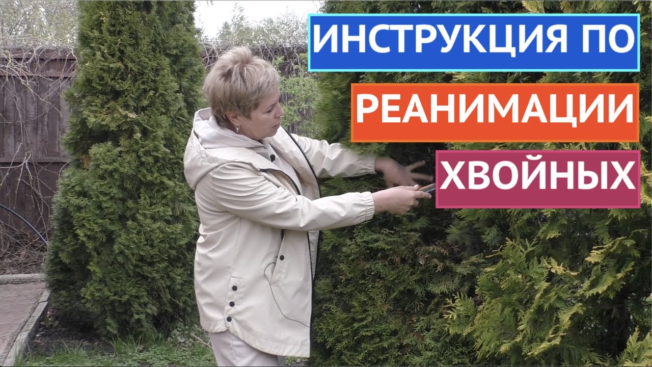 КАК ВОССТАНОВИТЬ ХВОЙНЫЕ ПОСЛЕ ЗИМЫ!