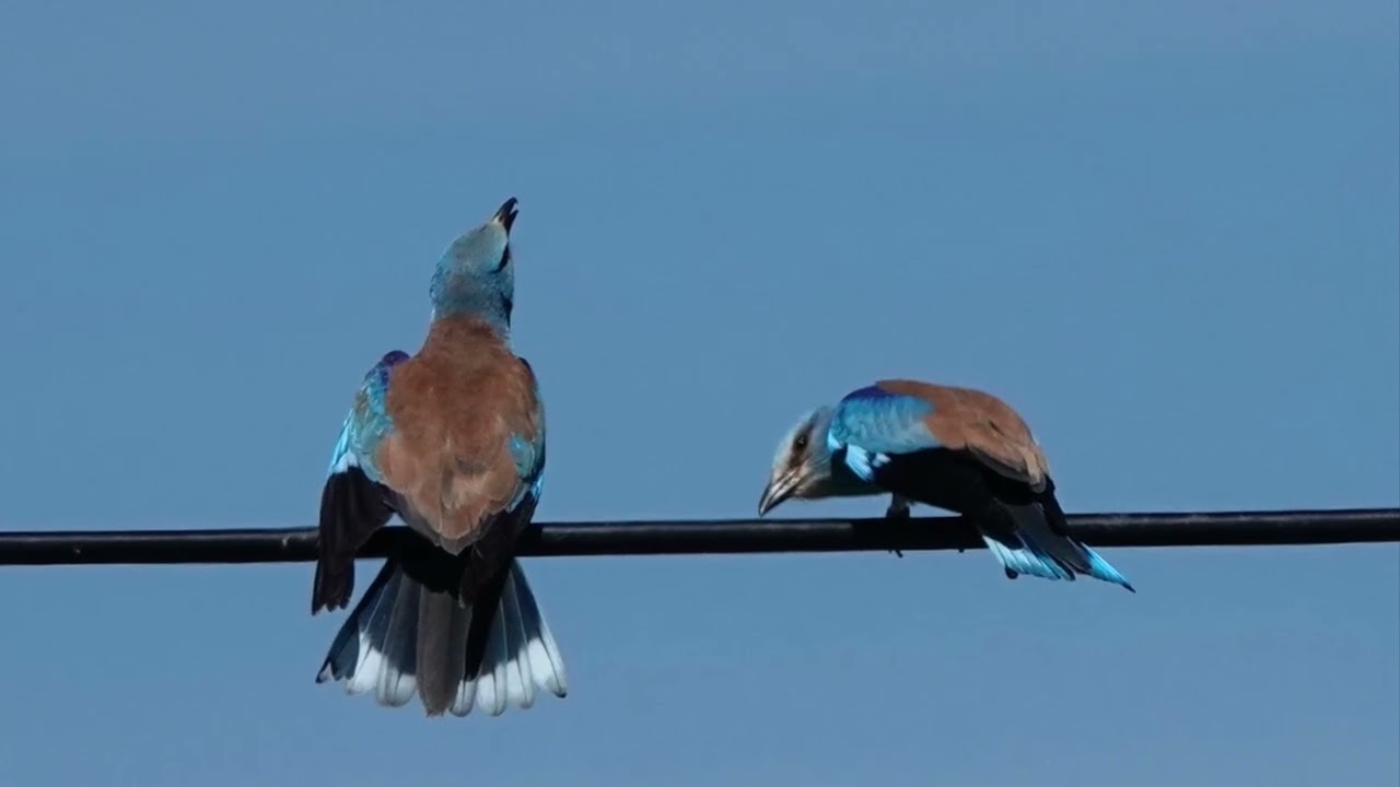 Birding in Extremadura Day 1 with @birdwatchingtripsalanandru7161 