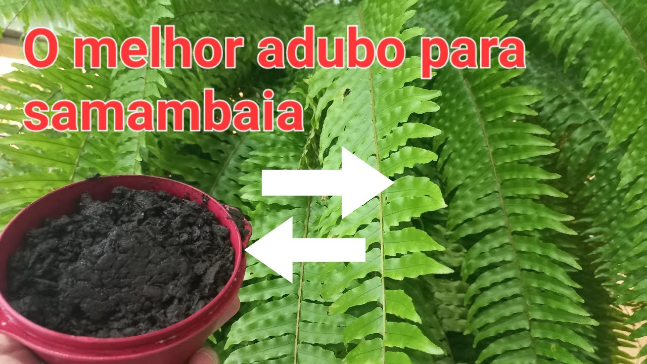 O melhor adubo para samambaia crescer muito rápido