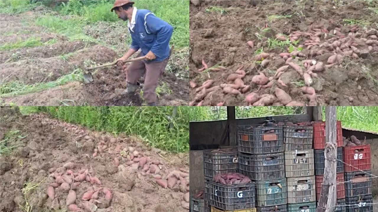 QUE BENÇÃO!! A PRIMEIRA COLHEITA DO ANO VAI SER UM SUCESSO 🙏