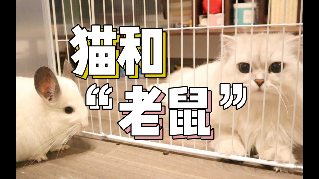 龙猫出笼子散步，四只猫疯了，化身跟踪狂一路尾随