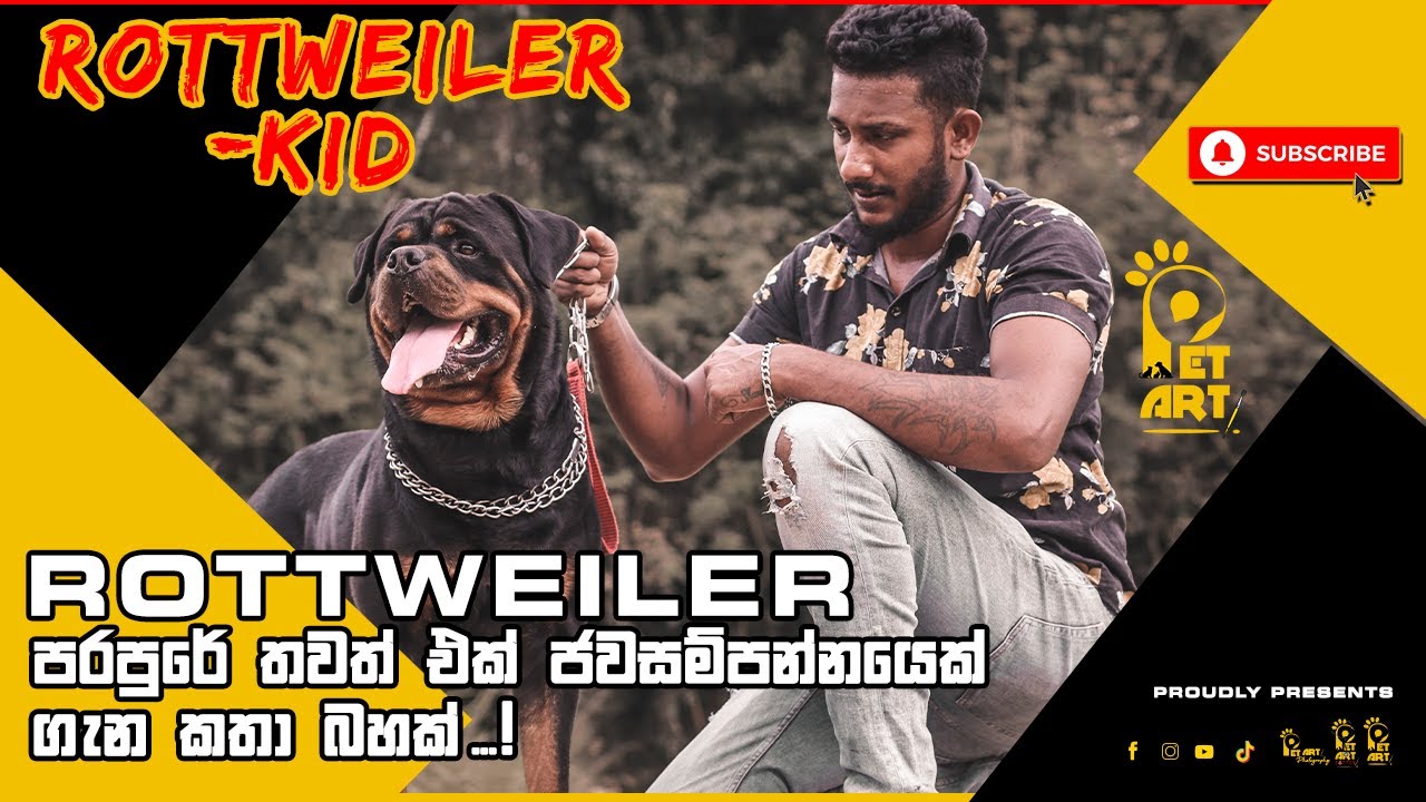 ROTTWEILER පරපුරේ තවත් එක් ජවසම්පන්නයෙක් ගැන කතා බහක් | Rottweiler Breed | KID 2021