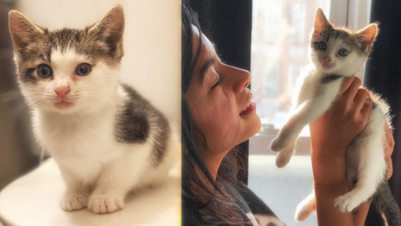 Street Cat Rescue: Special Delivery