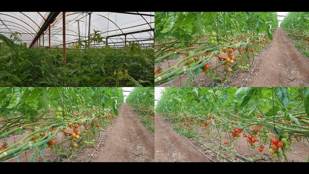 SEZONLUK DOMATES DİKENLER İZLEYİNİZ!