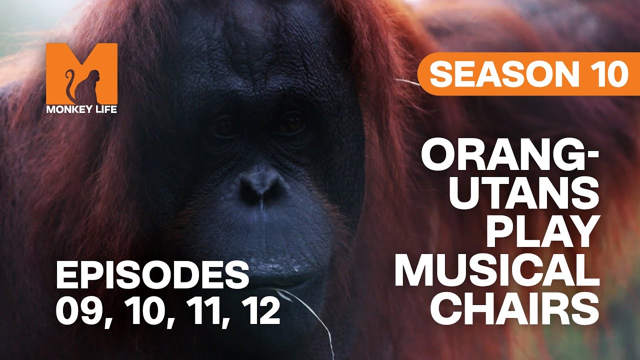 Roro Moves Into The Orang-utan Nursery in Monkey Life | S10 E09, 10, 11 & 12 | Full Episodes