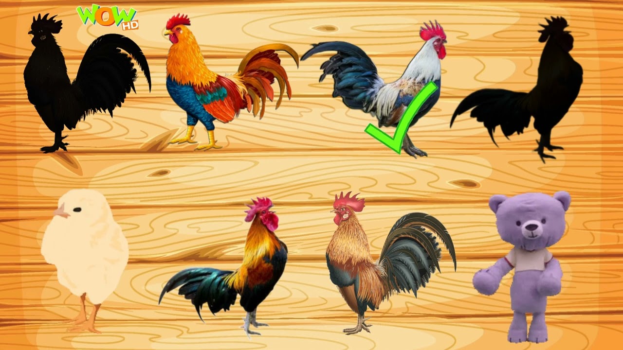 CUTE ANIMALS COCK puzzle 🐓 Wow HD