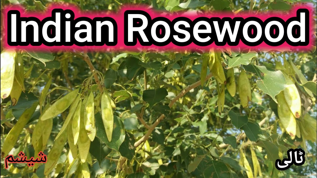 Indian rosewood||Dalbergia sissoo||shisham tree||ٹالی کا درخت